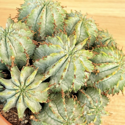 Euphorbia horrible flocon - «,