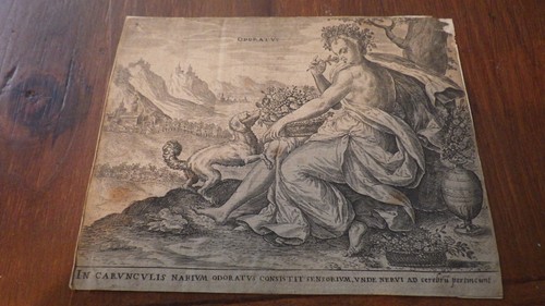 1570 carunculis narium - 1570.in,