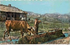 Animaux - Vaches - Les Alpes - Près du vieux chalet Une vache à l'abreuvoir - Ca