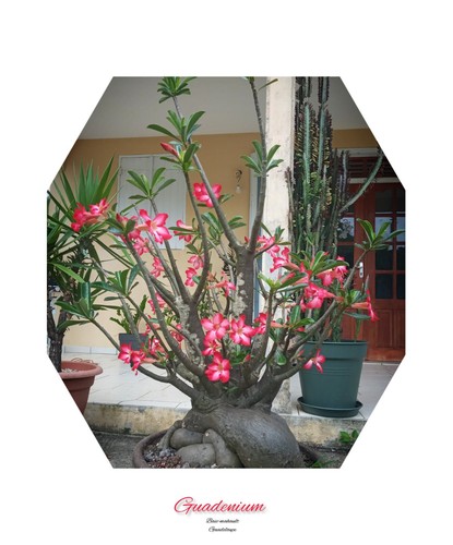Graines adenium obesum - 50,