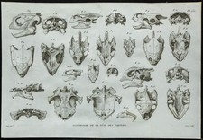 1836 - Crânes de tortues marines et d'eau douce - Gravure de Paléontologie