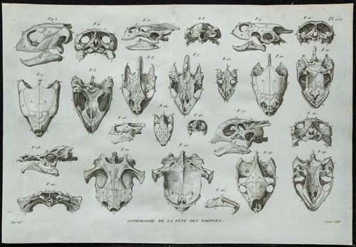 1836 crânes de tortues - 1836,