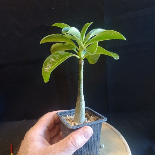 Pachypodium decaryi caudex - pachypodium,