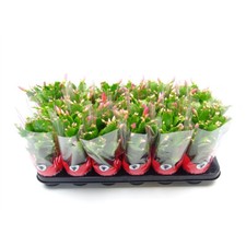 Schlumbergera fleurs variées - schlumbergera,