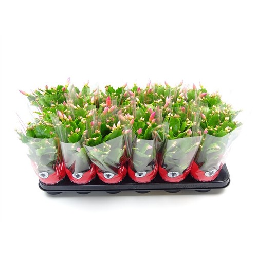 Schlumbergera fleurs variées - schlumbergera,