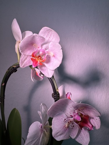 Phalaenopsis goya orchid - phalaenopsis,