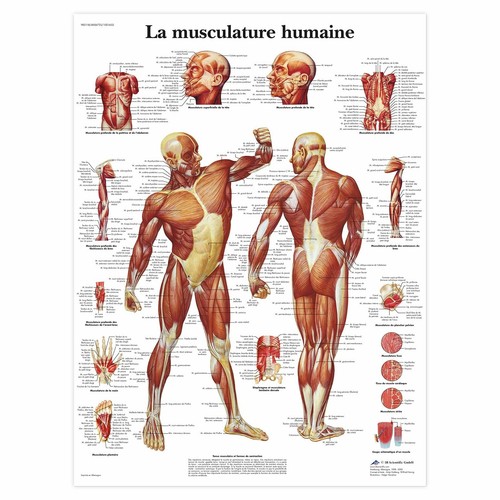 Carte corps humain anatomie - carte,