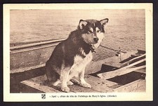 POLE NORD Thématique polaire Spat chien de tete de l'attelage de mary's igloo