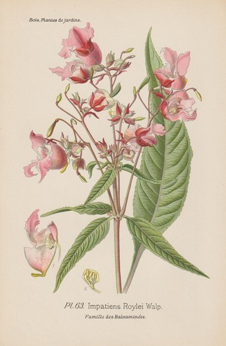 Drüsige springkraut - drüsige,
