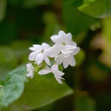 Jasminum Sambac - Jasmin d'Arabie parfumé