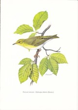Planche 64 Histoire Naturelle Oiseaux : Pouillot Siffleur