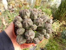 Euphorbia pseudoglobosa big