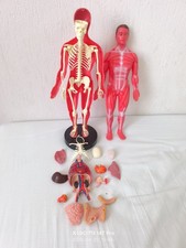 Anatomie humaine vintage