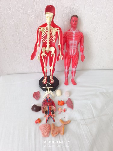 Anatomie humaine vintage