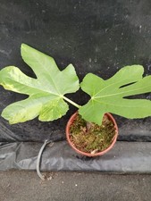 Ficus Carica   "Jolly Tiger" (