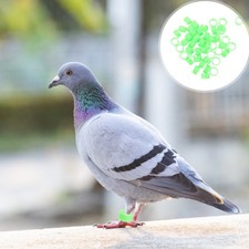 100 pcs bague - 100, pigeon