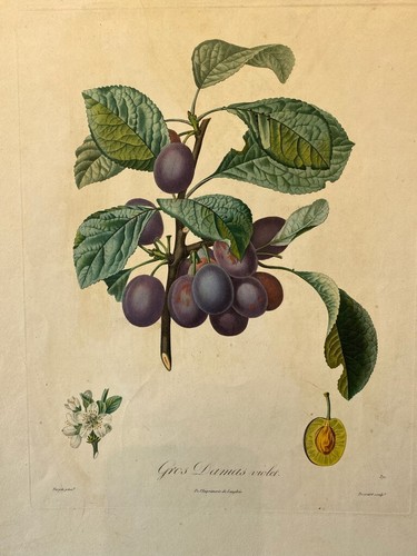 Poiteau pomologie - poiteau,, la