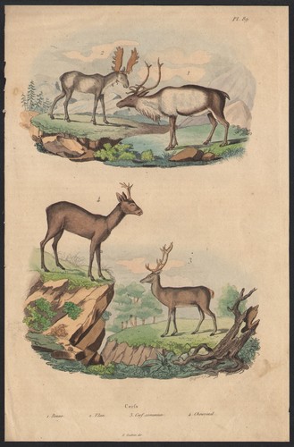 1833 gravure aquarellée - 1833,