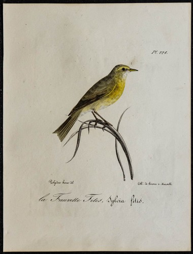 1830 pouillot fitis - pouillot,
