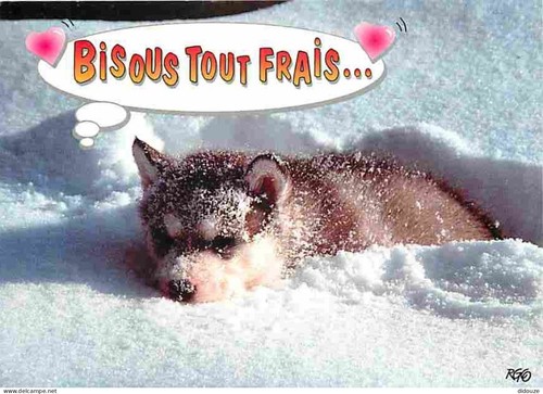 Carte postale animaux - animaux,