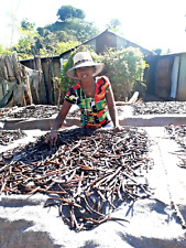 20 gousses de Vanille Bourbon Gourmet de Madagascar 16/18cm 2025 par productrice