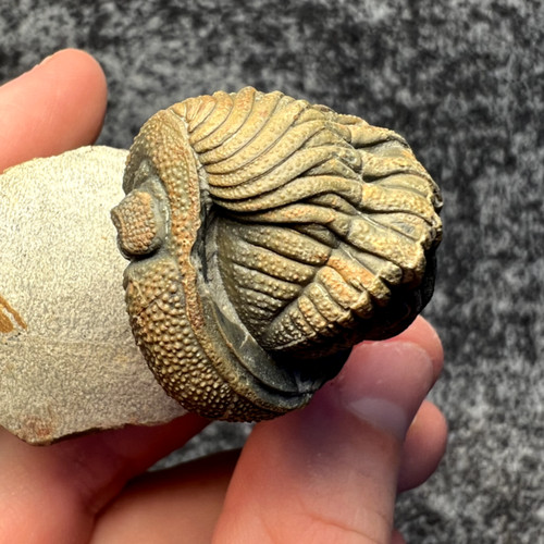 Moroccops trilobite fossil - trilobite,