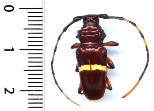 Cerambycidae trachyderes - -,