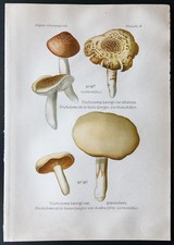 1891 - Planche couleur