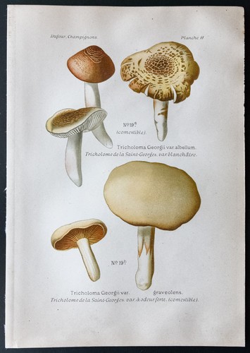 1891 planche couleur - -,