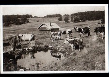 du LINGE à LA SCHLUCHT (68) BOVINS à l'ABREUVOIR & FERME animée