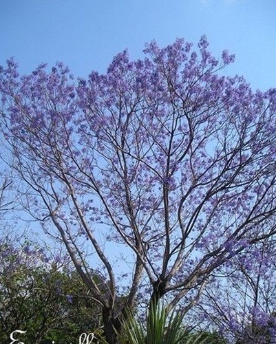 Arbre imperial paulownia - arbre,