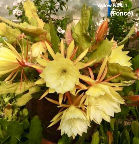 Epiphyllum yellow noid - 1, (