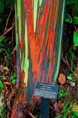 Eucalyptus deglupta - eucalyptus,