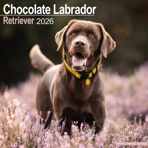 Calendrier 2026 labrador - 2026,