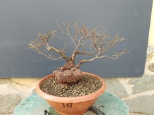 Bonsaï orme champêtre en pot