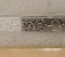 anguillules du vinaigre sur