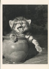 POSTCARD / CP / EDITIONS