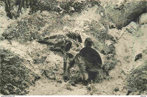 Carte postale ancienne - carte, 75