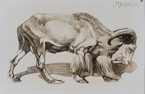 Mathurin meheut le mouflon - meheut,