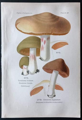 1891 planche couleur - -,