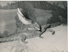Taxidermie c. 1950 - Photo