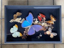 papillons et petits insectes minutieusement naturalisés.