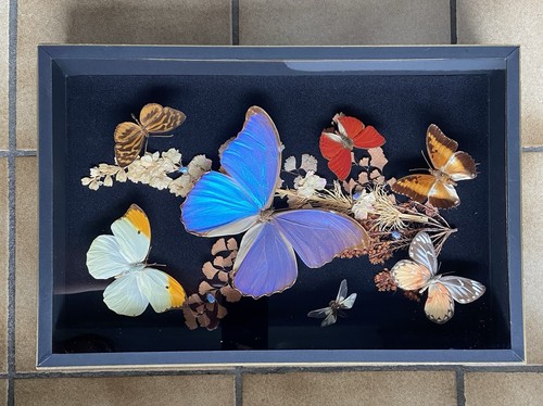 Papillons petits insectes - papillons, et