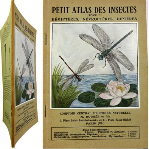 Petit atlas des insectes - petit,