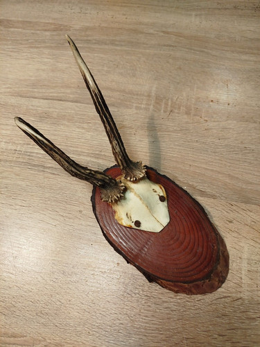 Ancien vrai crâne avec - crâne,
