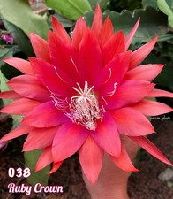 Tres rare epiphyllum ruby - [tres, rare]