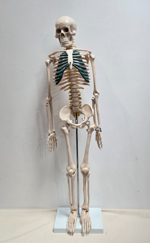 Squelette corp humain - , anatomie