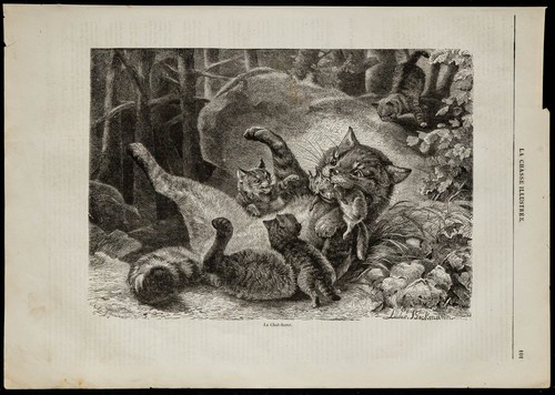 1869 chat haret gravure - -, le