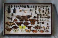 Taxidermie Boîte d'insectes, papillons environ 80 pièces