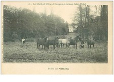 91 .n° 33320.prairie sur morsang. chevaux